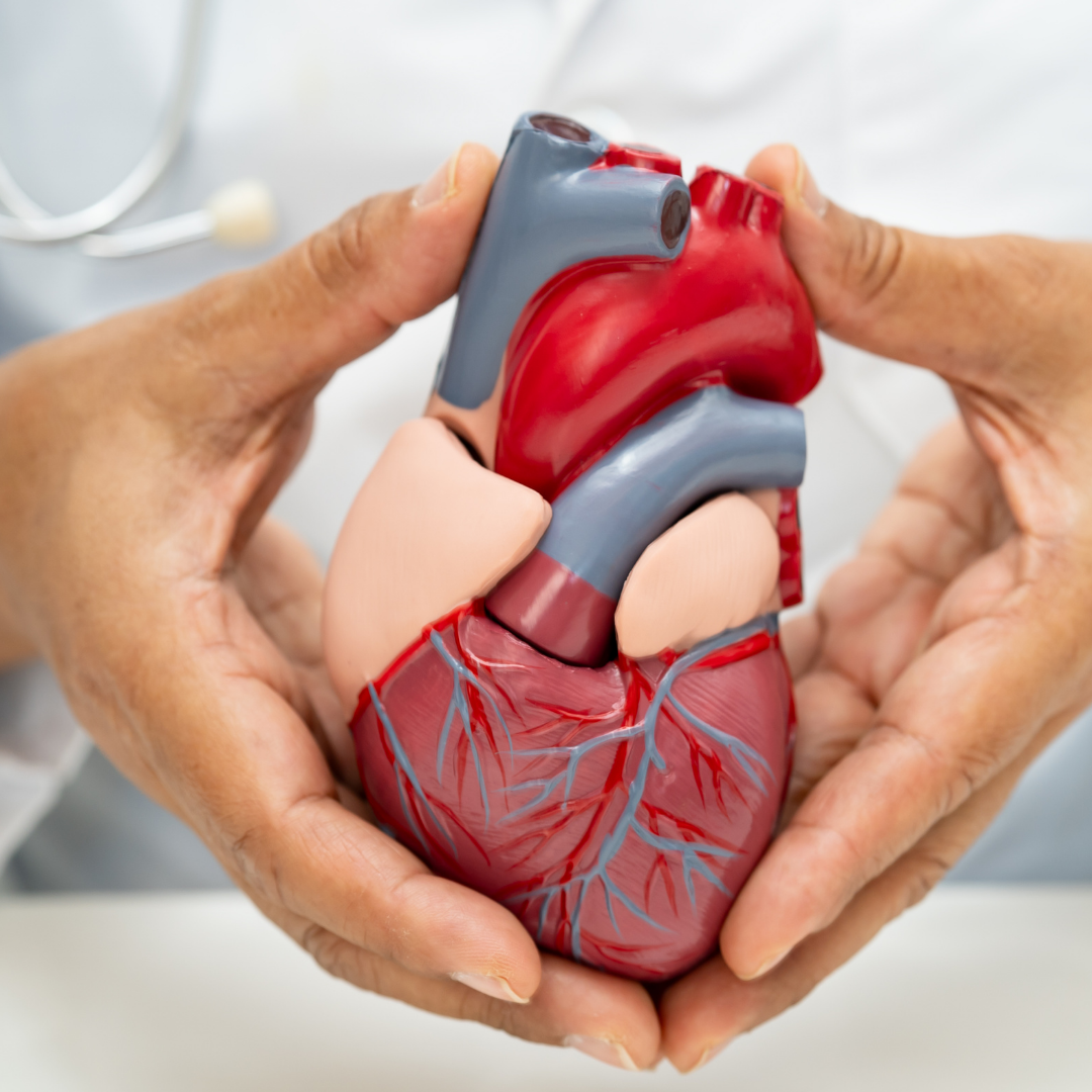 Holter cardiaque : résultats, interprétation et suite du parcours cardiologique