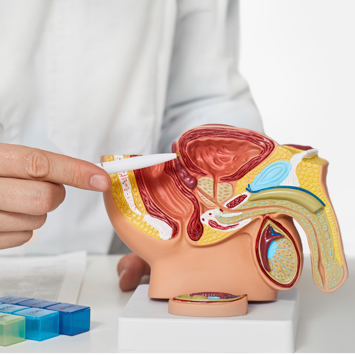 Symptôme prostatite : douleurs, troubles urinaires et autres manifestations